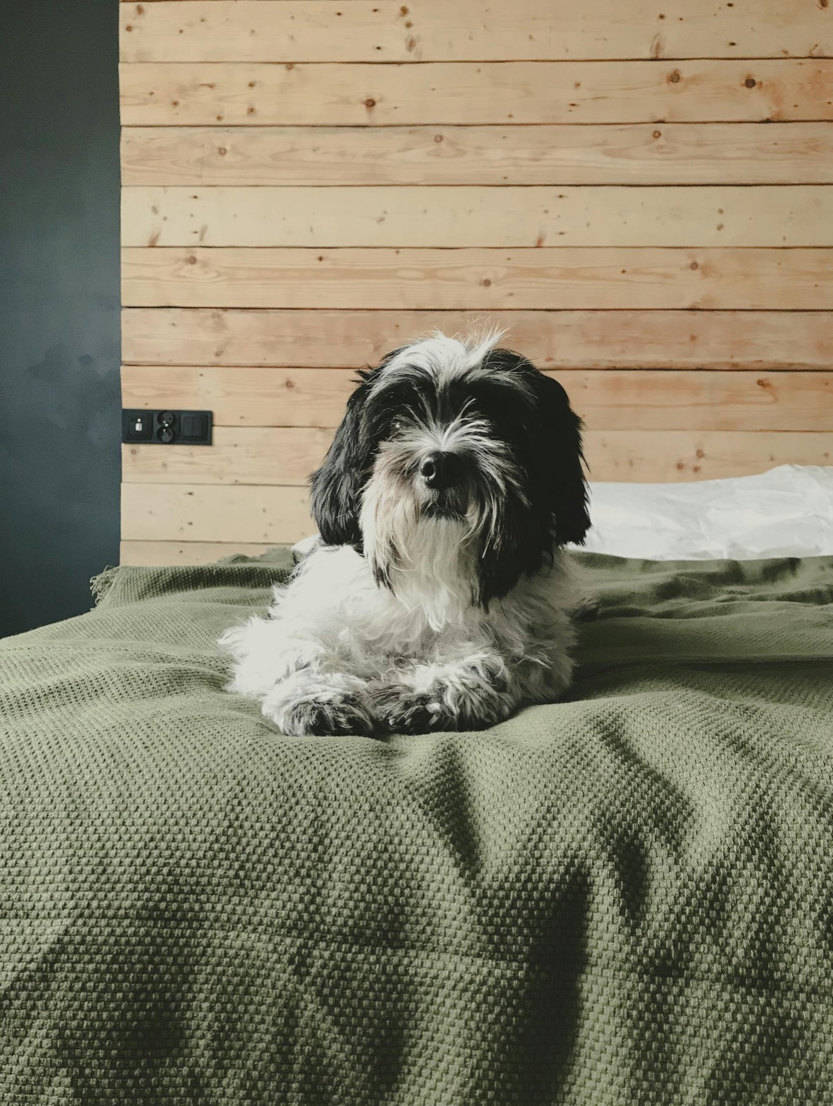 Friendly dog welcomed at the inn
